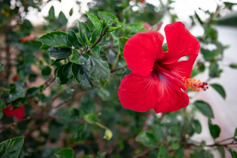 Jaka ziemia dla hibiskusa? Idealne podłoże i pielęgnacja