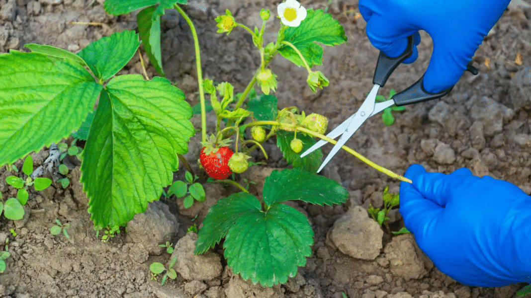 Jaka ziemia dla truskawek? Jak przygotować idealne podłoże