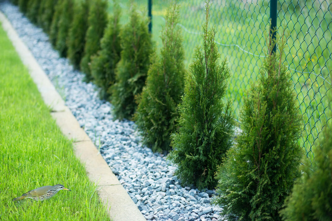 Jaka ziemia pod tuje? Idealne podłoże dla zdrowego żywopłotu