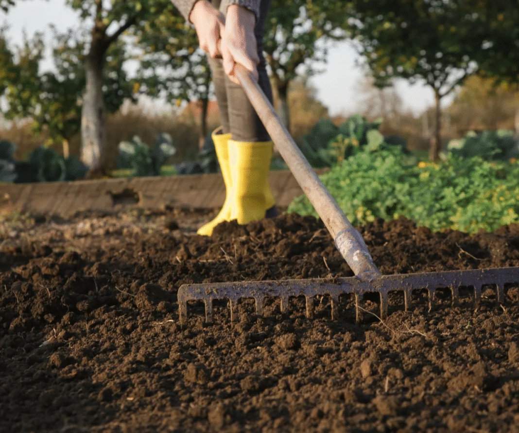 Jaka ziemia pod warzywa? Znajdź idealne podłoże dla obfitych plonów