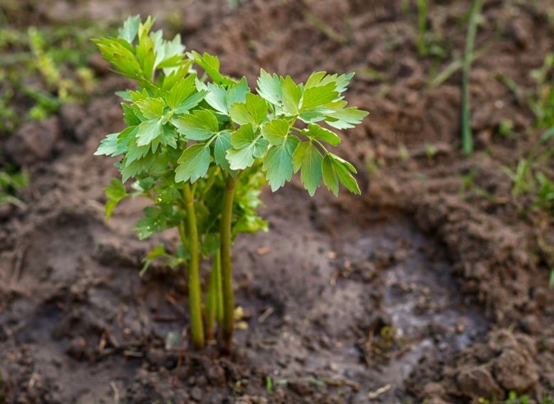 Jaką ziemię lubi lubczyk? Wymagania glebowe i nawożenie - kompletny poradnik