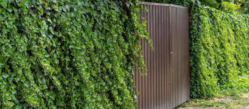 Jaki bluszcz na ogrodzenie? Wszystko, co musisz wiedzieć