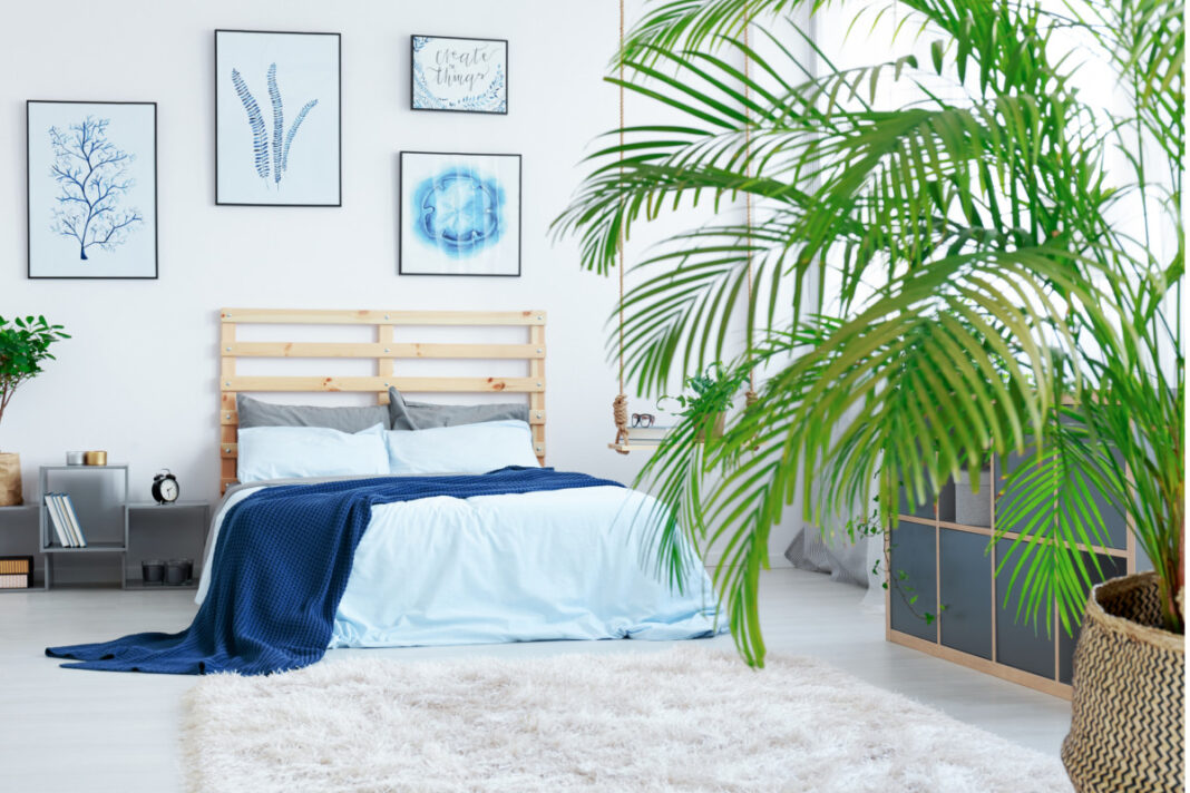 Jaki kwiat do sypialni będzie najlepszy? Wybór idealnej rośliny na lepszy sen i czyste powietrze