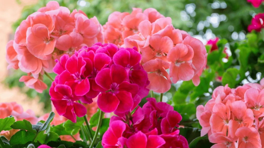 Jaki nawóz do pelargonii? Kompletny przewodnik