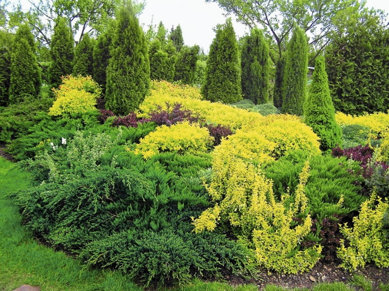 Jaki nawóz do tui? Poradnik i rodzaje nawozów dla iglaków