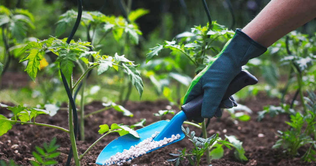 Jaki nawóz na jesień pod warzywa? Poradnik i najlepsze praktyki