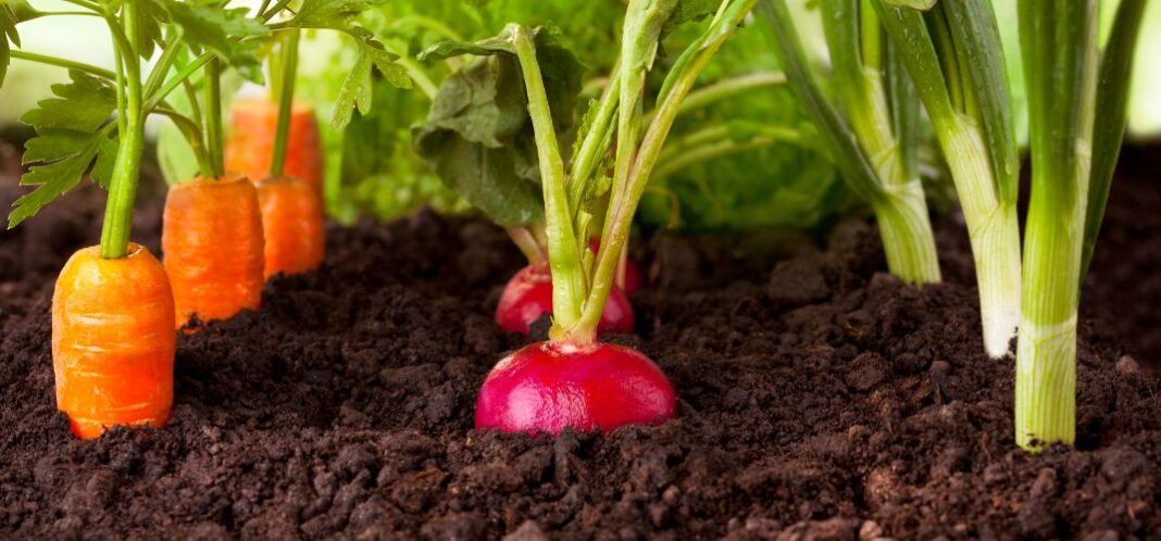 Jaki nawóz na wiosnę pod warzywa? Poradnik i wskazówki dla udanych upraw