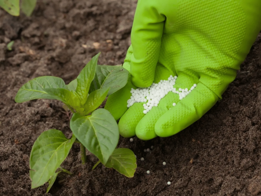 Jaki nawóz pod warzywa? Poradnik i najlepsze sposoby na nawożenie ogrodu