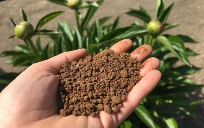 Jaki obornik granulowany pod piwonie? Przewodnik, który pomoże Ci wybrać najlepszy nawóz