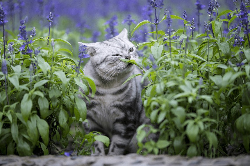 Jaki zapach odstrasza koty? Skuteczne i bezpieczne metody na zniechęcenie Twojego pupila