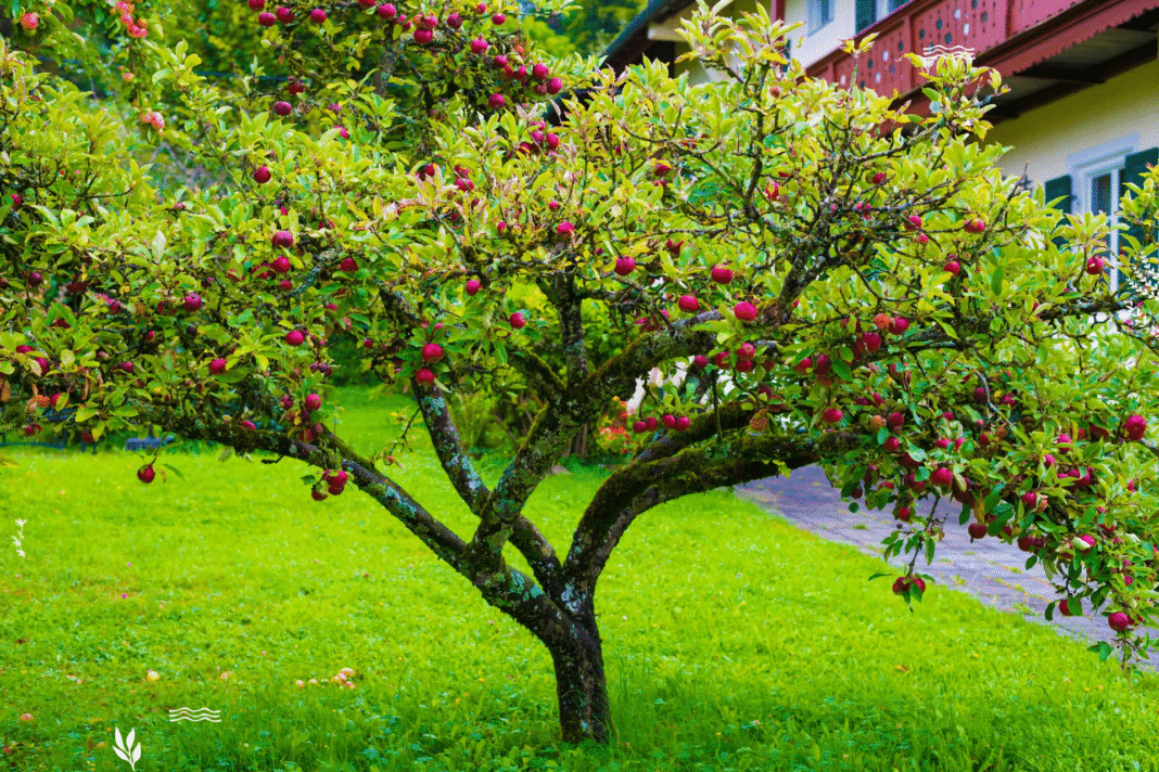 Jakie drzewka owocowe do ogrodu? Kompletny przewodnik po gatunkach, odmianach i pielęgnacji