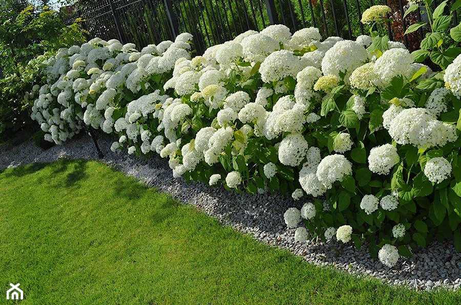 Jakie hortensje do ogrodu? Kompletny przewodnik po wyborze