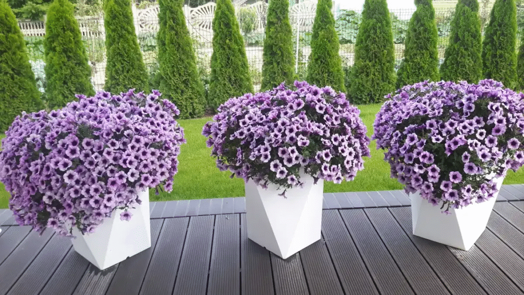 Jakie kwiaty do donic na taras? Nasz ranking najlepszych gatunków