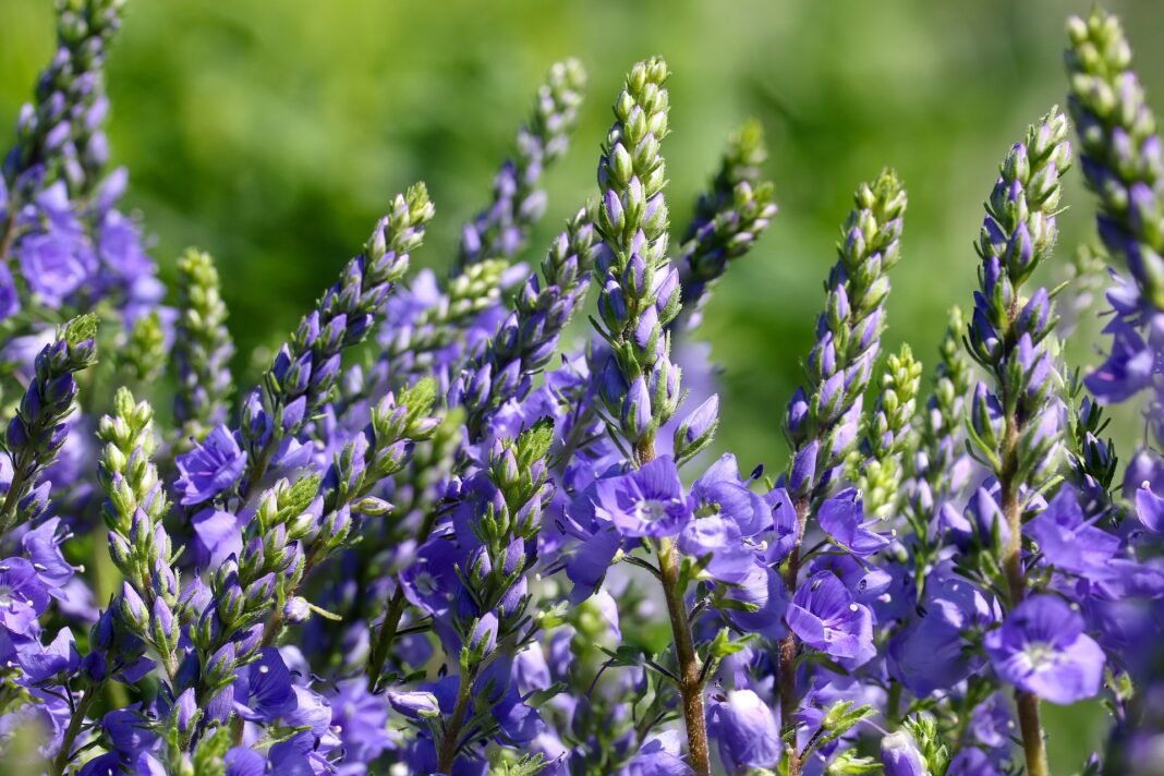 Jakie kwiaty sadzić w marcu? Twój kompletny przewodnik po wiosennym ogrodzie