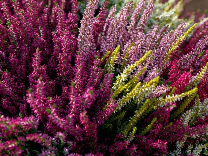 Jakie kwiaty sadzić w sierpniu? Przewodnik po jesiennym i wiosennym ogrodzie