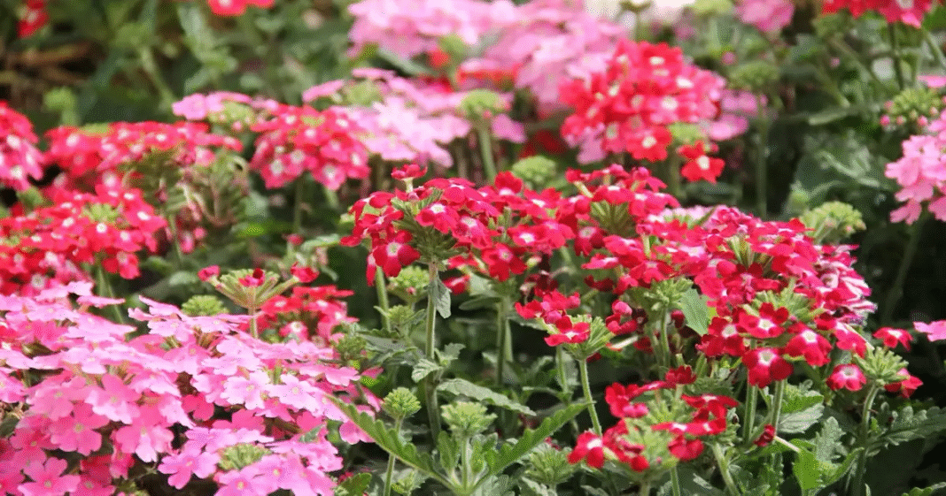 Jakie kwiaty siać w marcu? Pełny przewodnik po rozsadach i siewie do gruntu