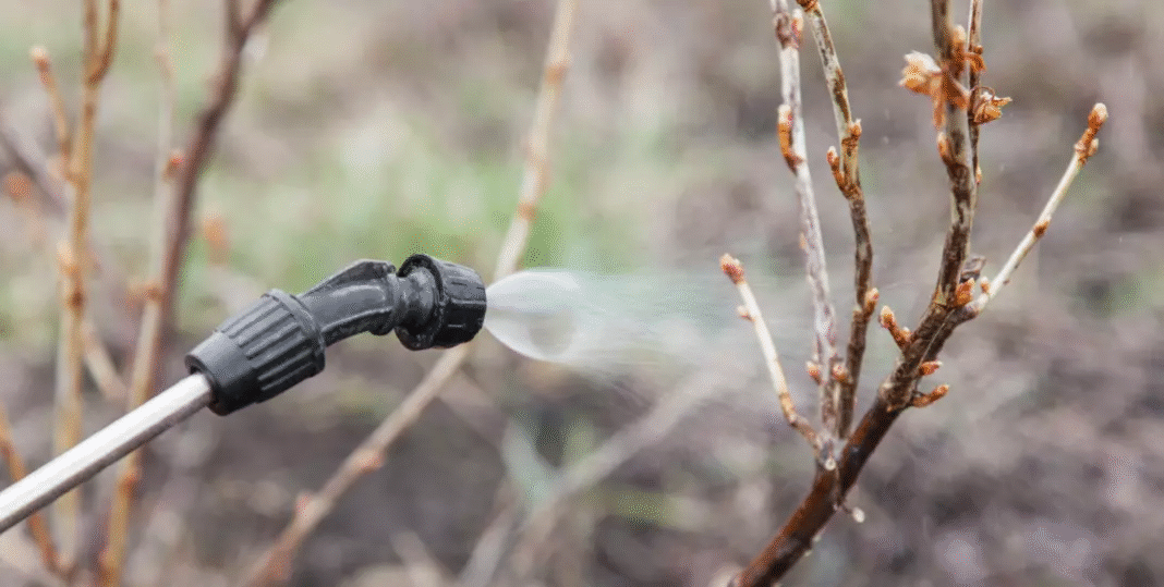 Jakie opryski na drzewa owocowe? Skuteczny poradnik dla zdrowych sadów