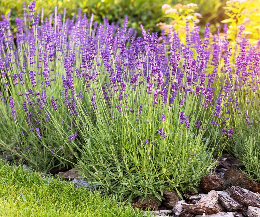 Jakie podłoże do lawendy, by kwitła obficie? Poradnik