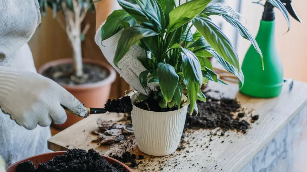 Jakie podłoże do skrzydłokwiatu? Klucz do zdrowego wzrostu i pięknych kwiatów