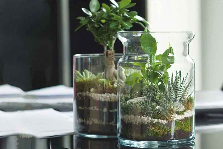 Jakie rośliny do lasu w słoiku? Twój przewodnik po miniaturowym ekosystemie