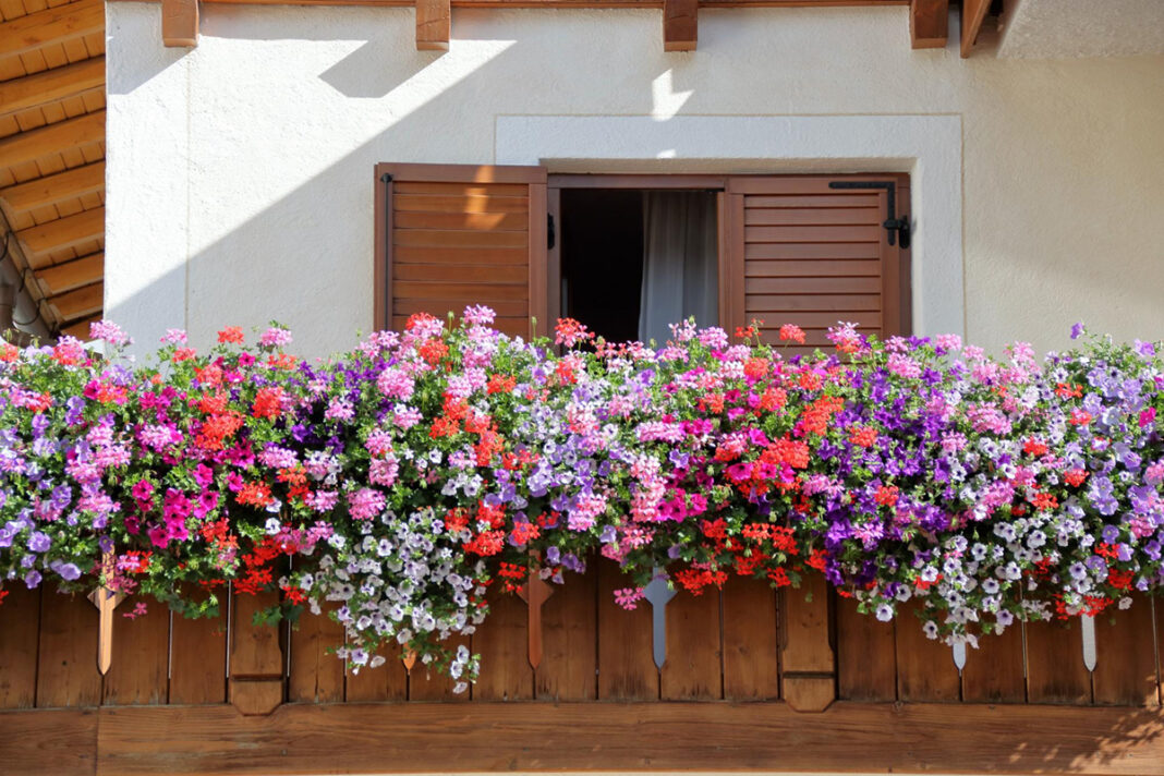 Jakie rośliny na słoneczny balkon? Stwórz kwitnącą oazę, która przetrwa upały