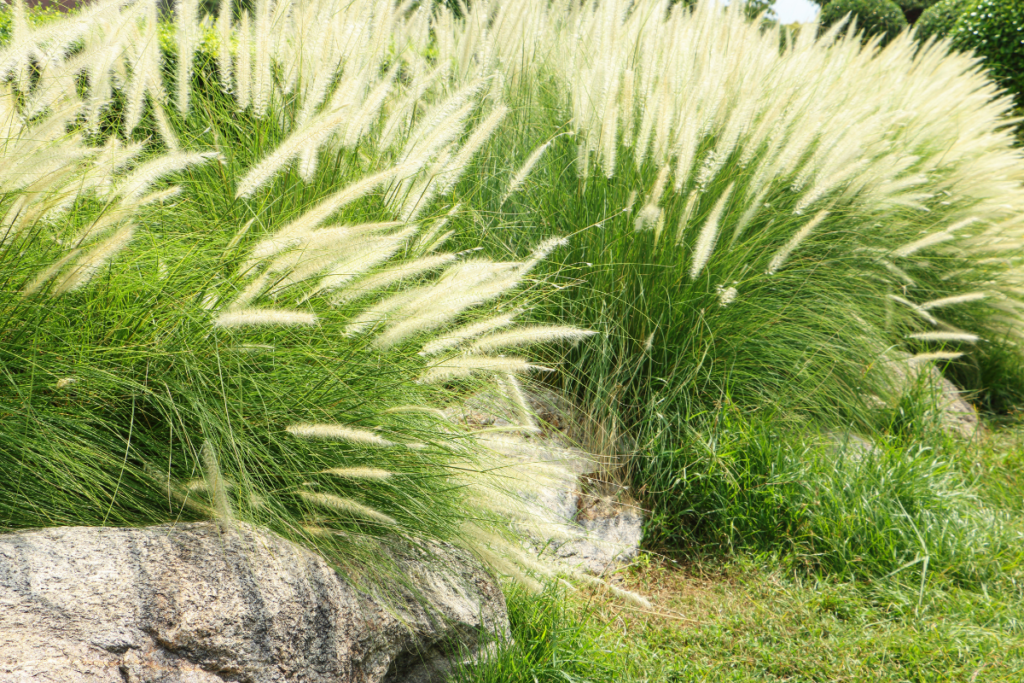 Jakie trawy do ogrodu? Przewodnik po gatunkach i zastosowaniach