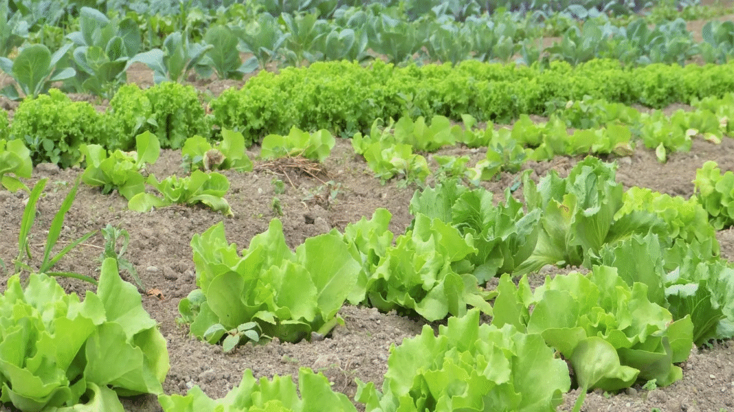 Jakie warzywa sadzić obok siebie? Sekret współrzędnego sadzenia dla obfitych plonów