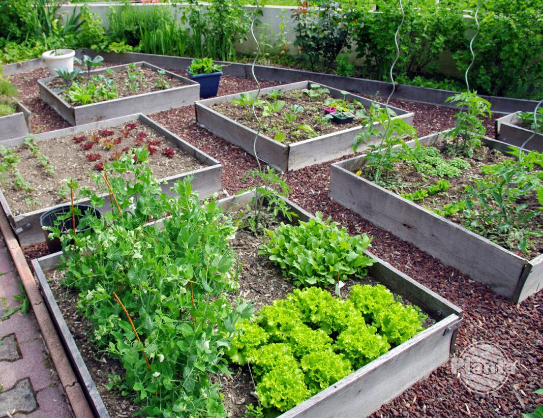 Jakie warzywa warto uprawiać w ogródku? Poradnik dla każdego